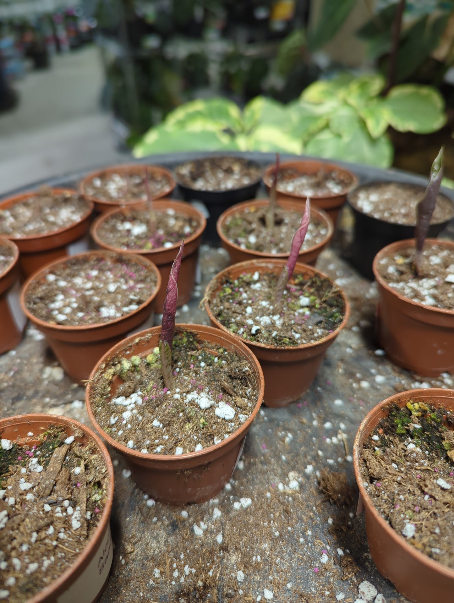 Alocasia Pseudo Sanderiana Pink sprouted corms