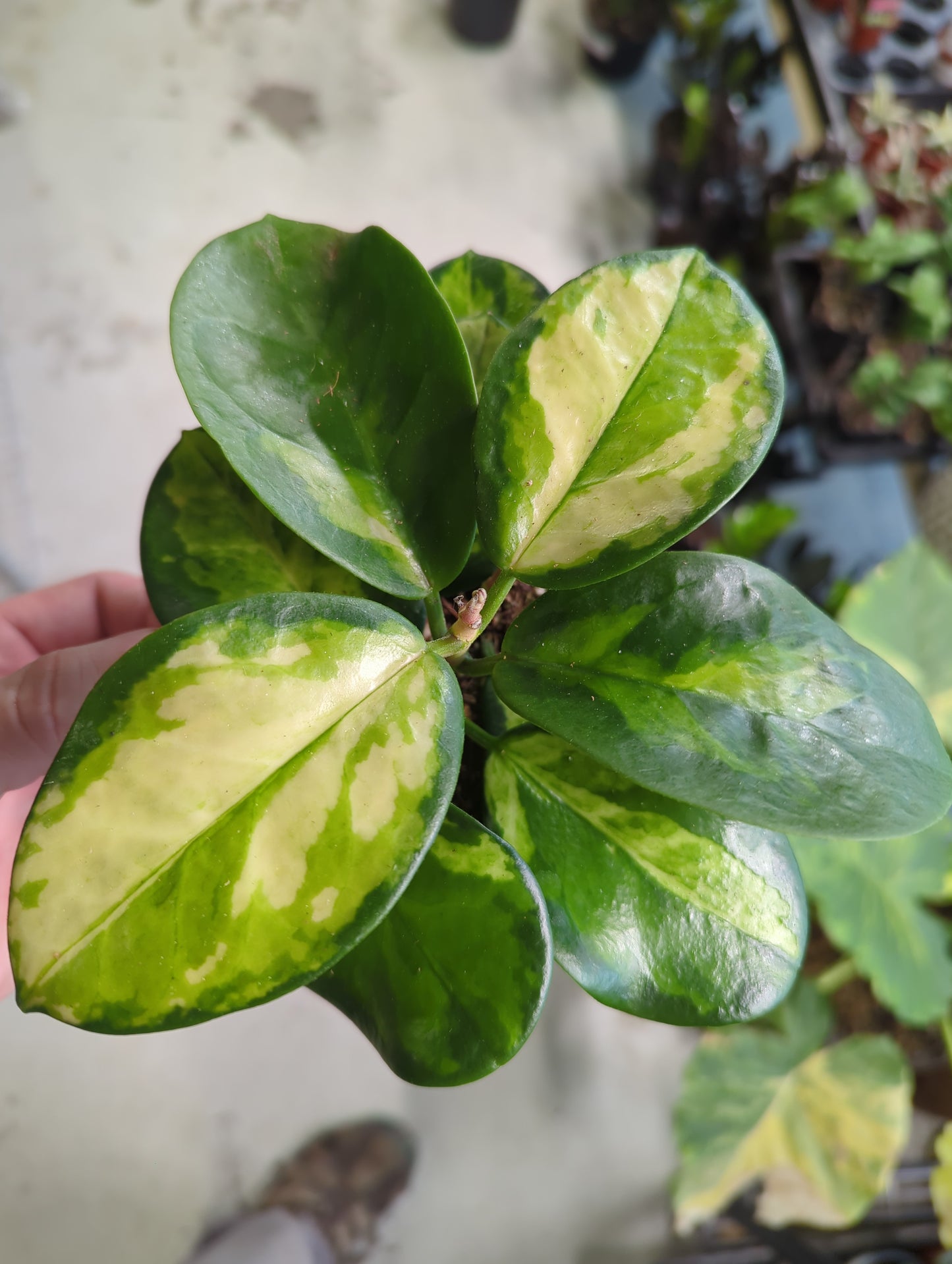 Hoya Australis