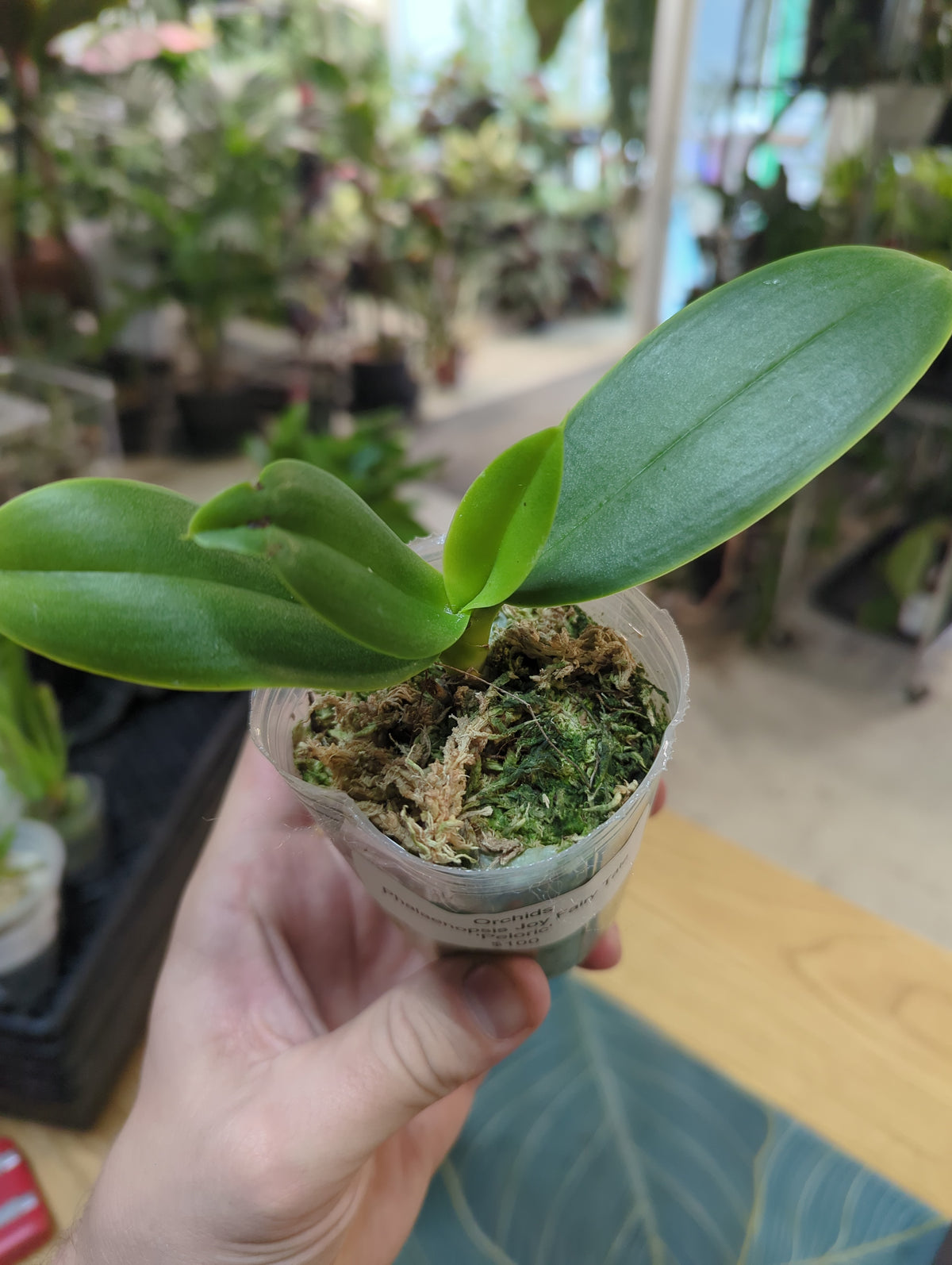 Phalaenopsis Joy Fairy Tale 'Peloric' orchid