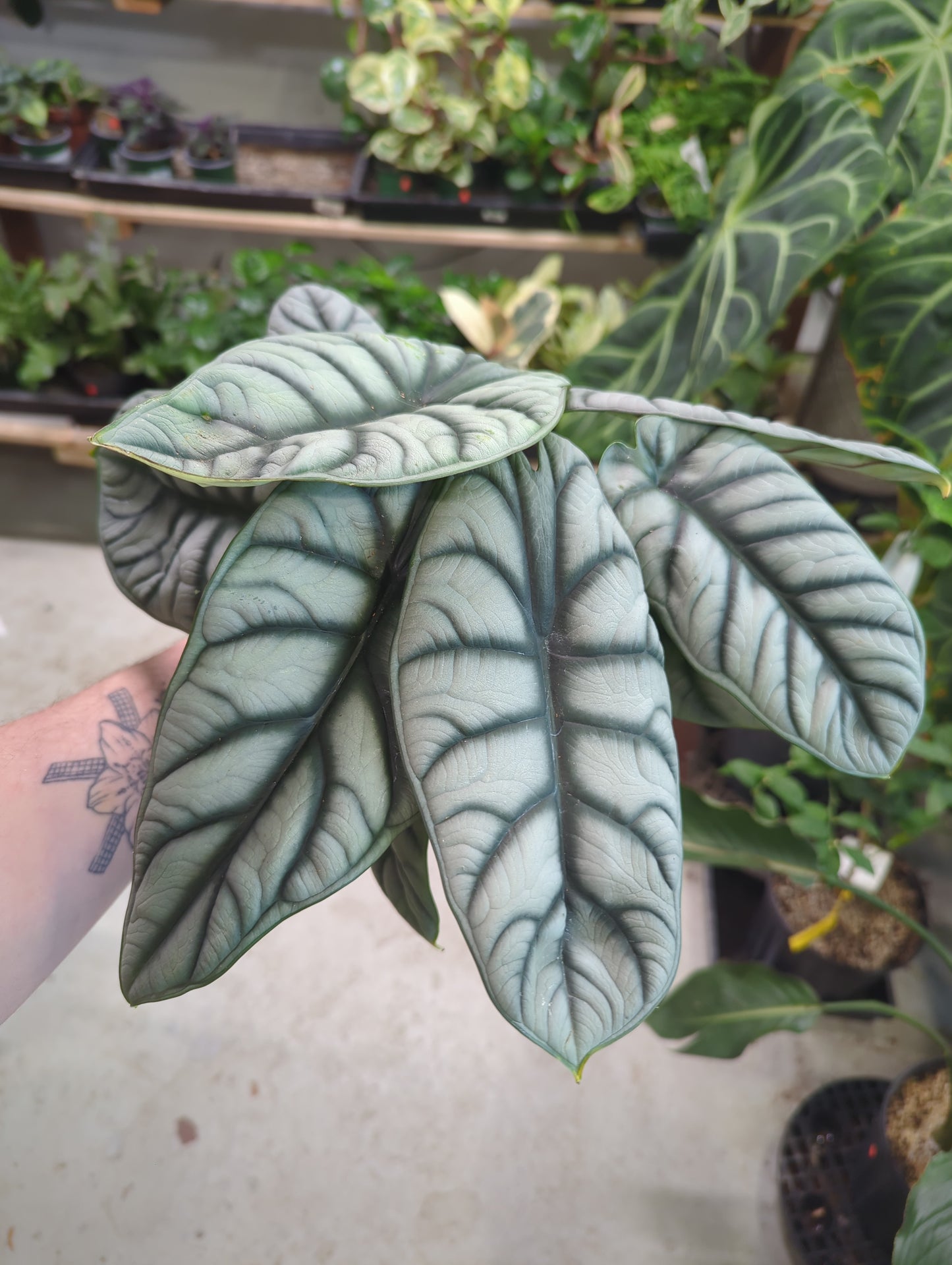 6 IN Alocasia Silver Dragon