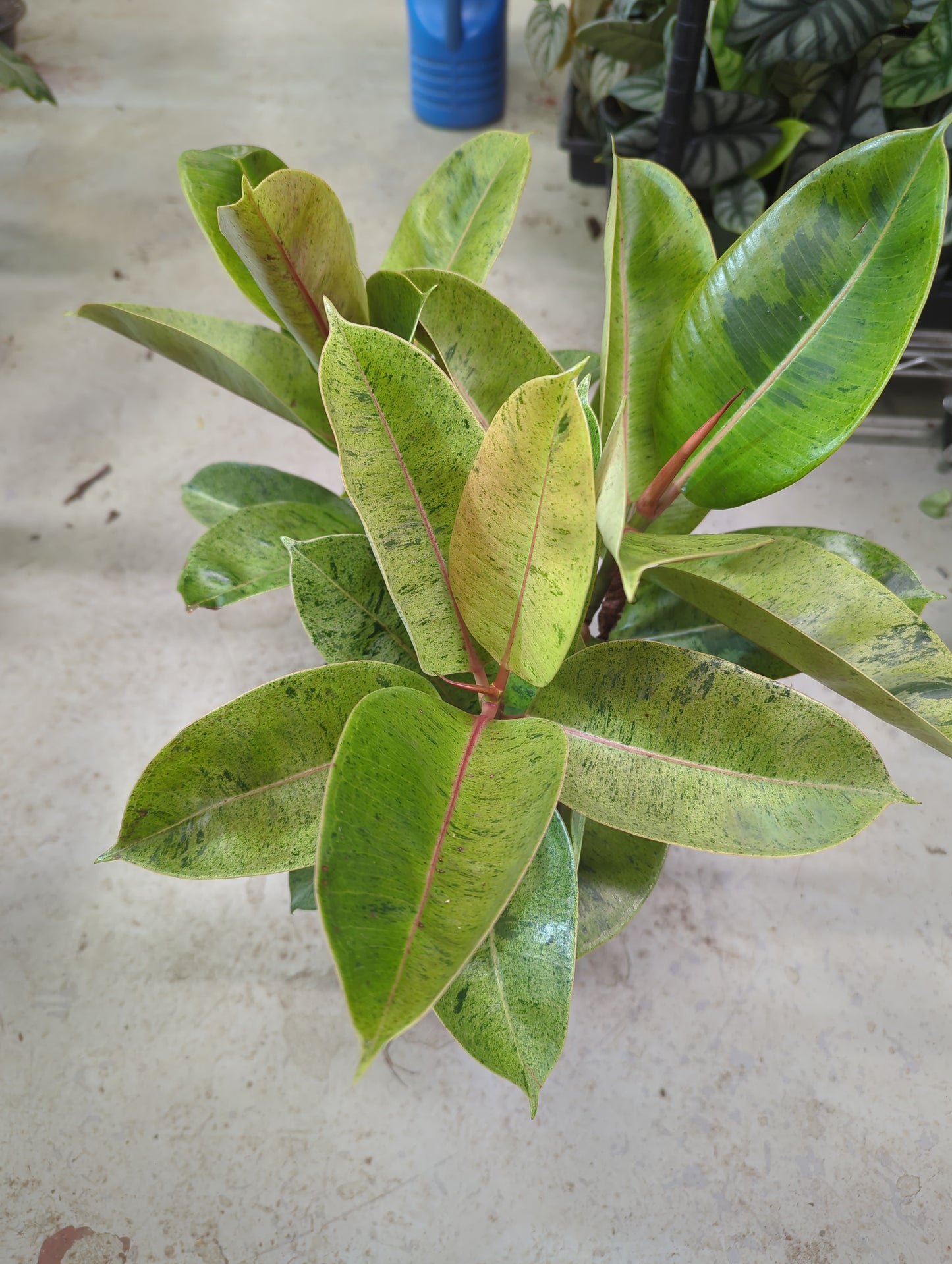 10 IN Ficus Shiveriana