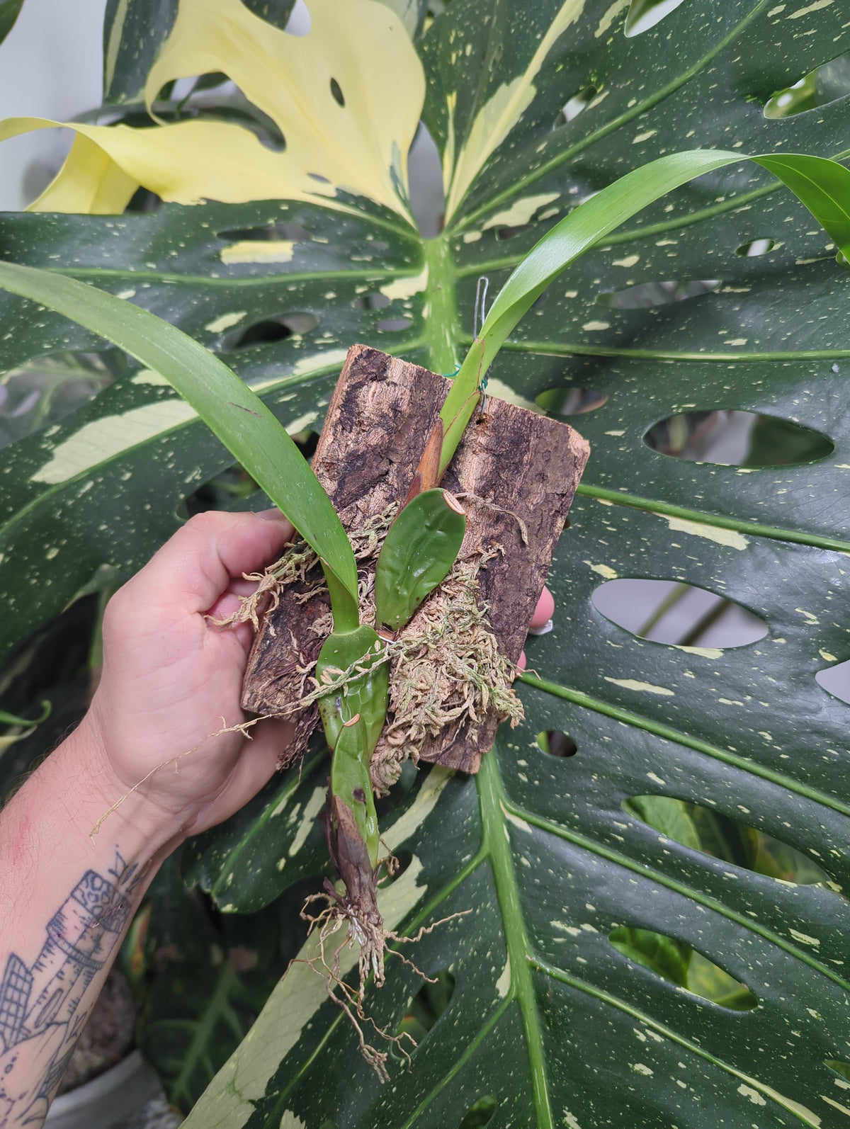 Maxillaria Densa mounted on cork