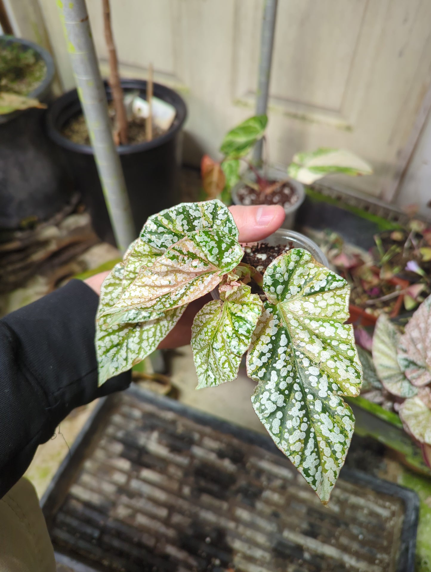 Begonia Snow Capped Variegated