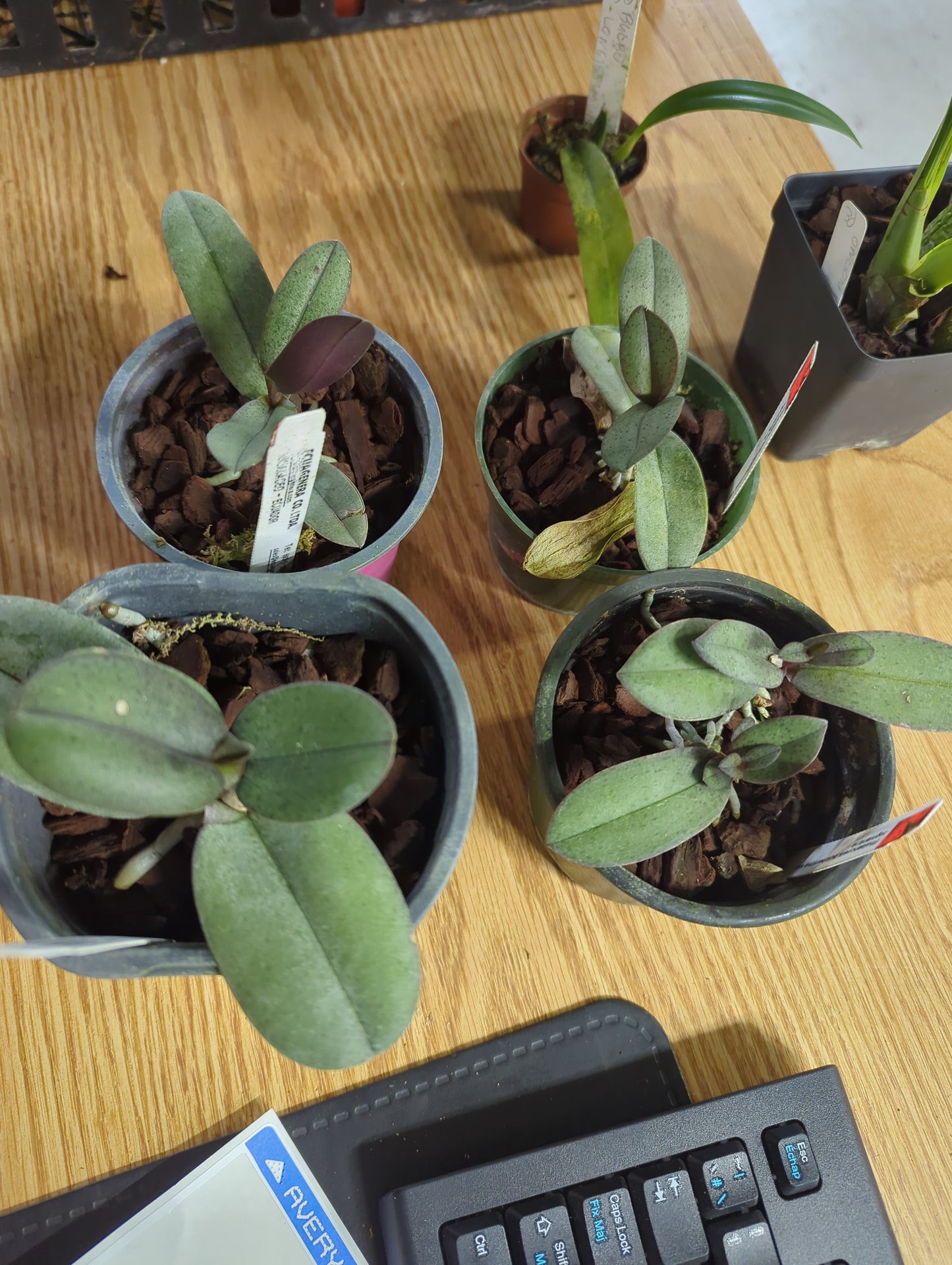 PHALAENOPSIS PULCHERRIMA VAR. REGNIERIANA