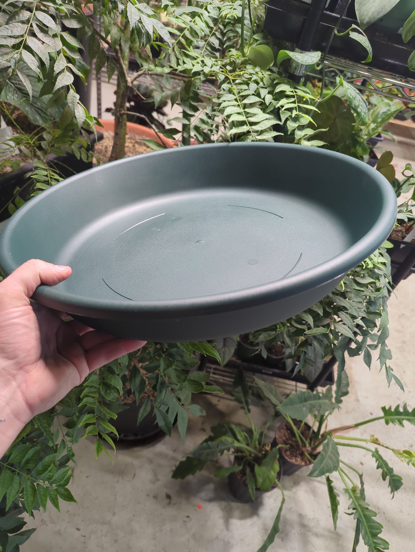 20" Classic Saucer Evergreen