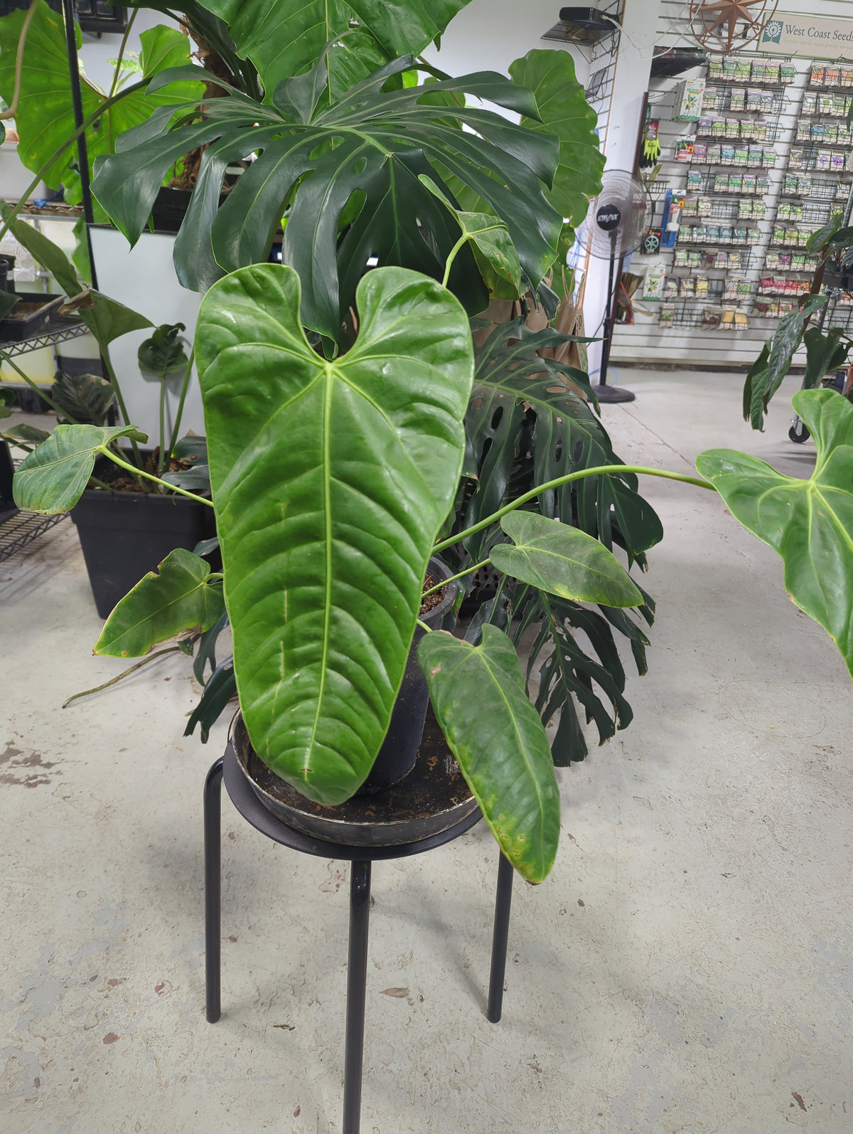 Anthurium Effusispathum