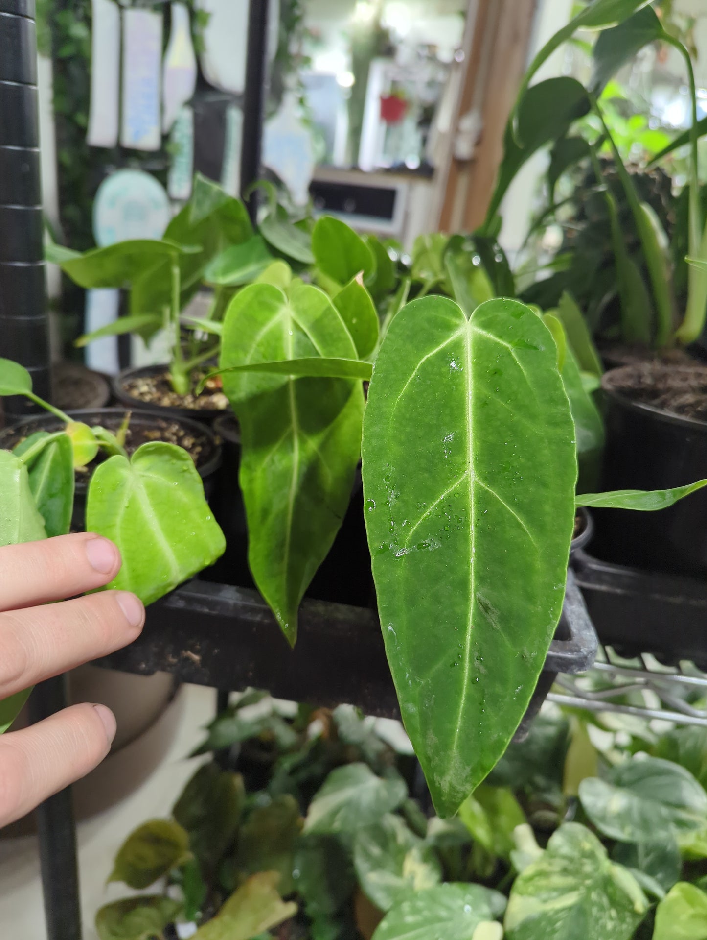 Anthurium Waroqueanum x Magnificum 4"