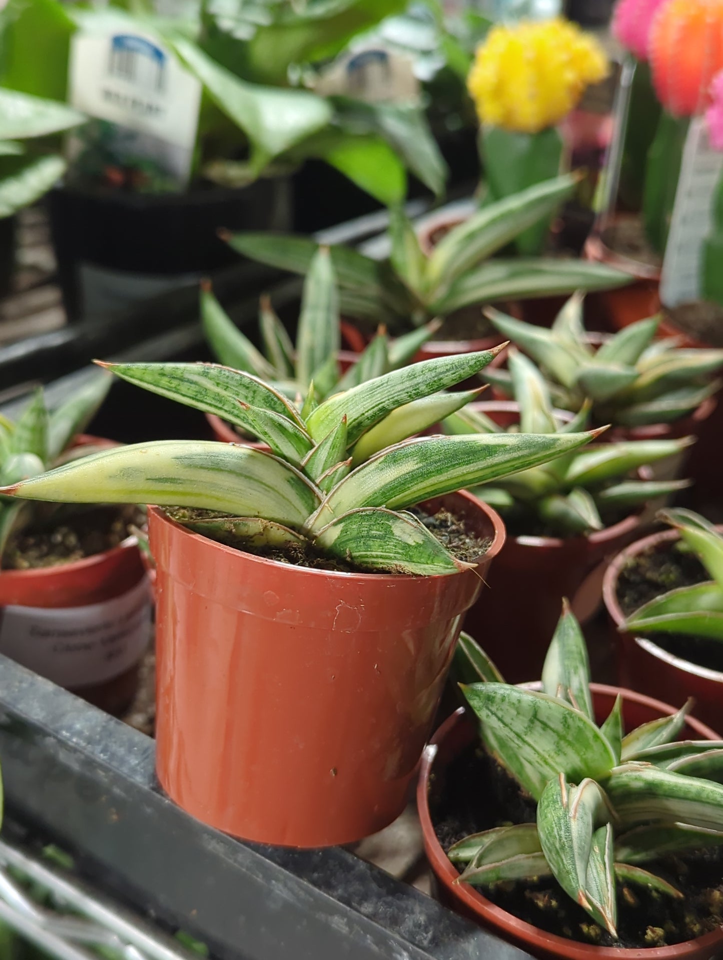 Sansevieria Lavarnos Blue Clone Variegated 3"