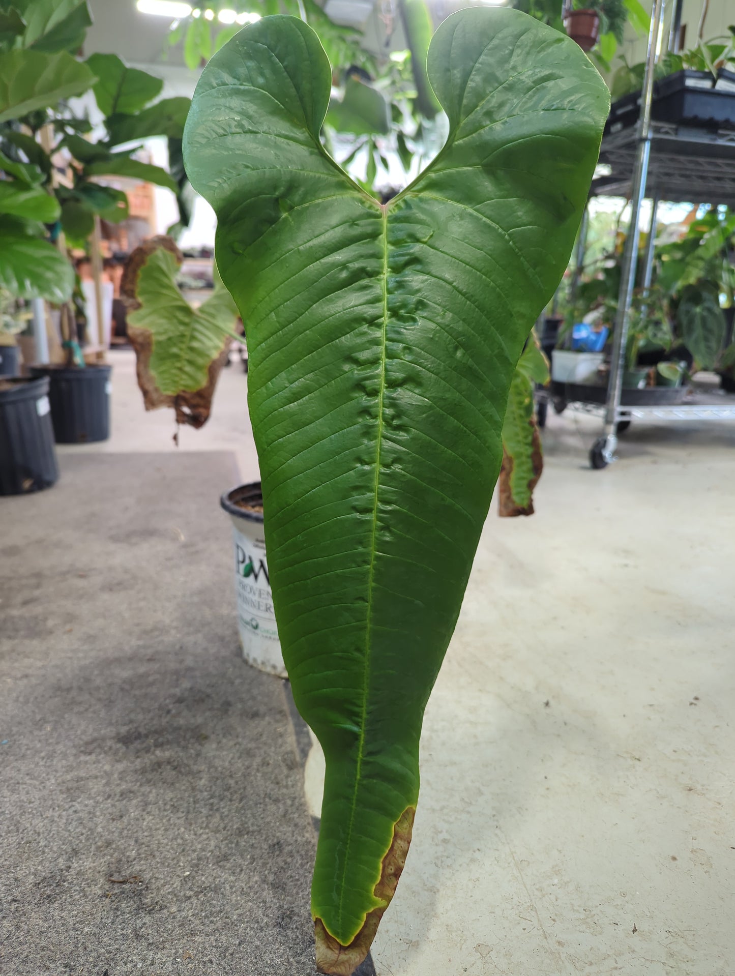 Anthurium offolterianum 2 gal
