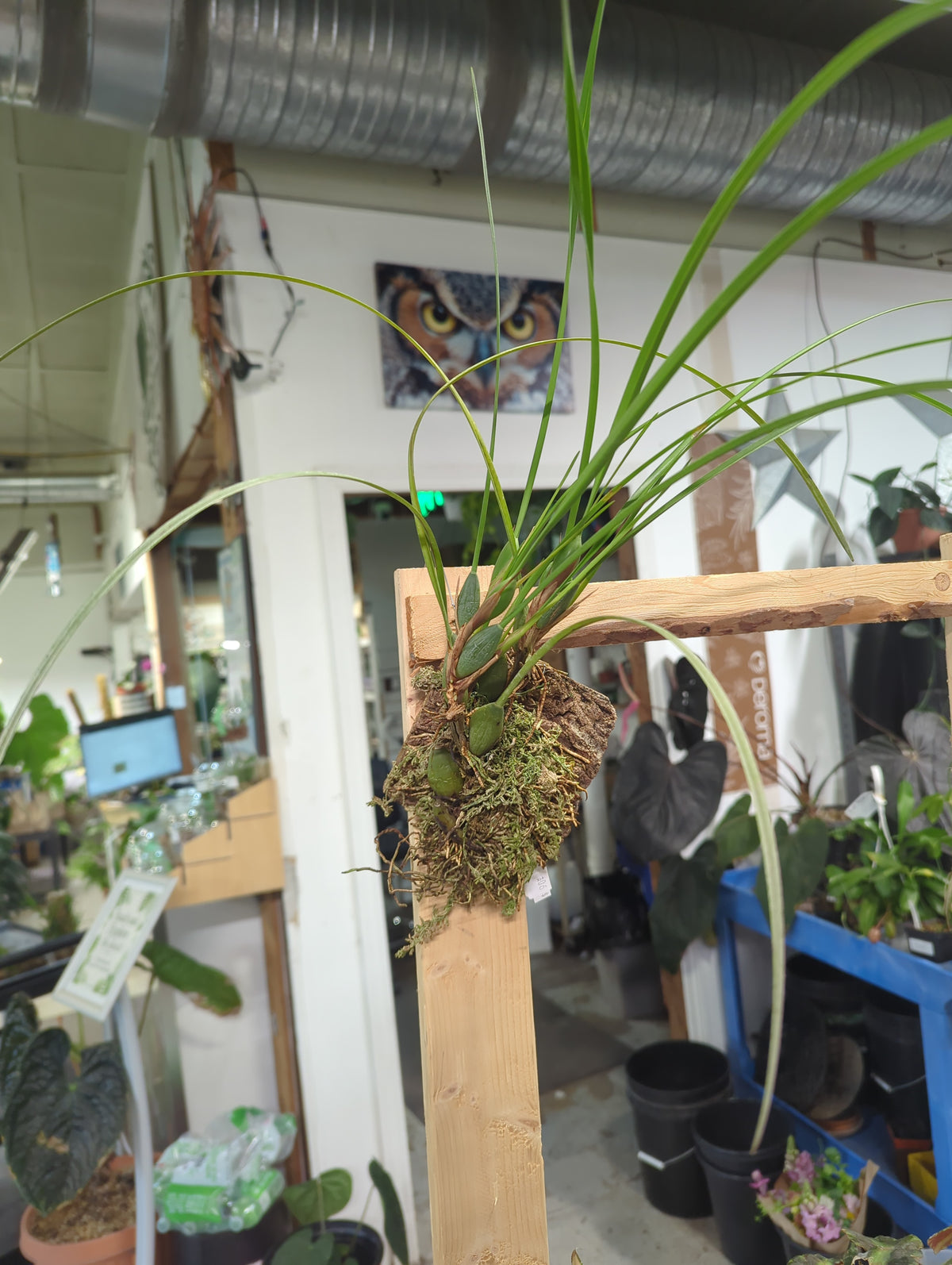 Maxillaria tenuifolia Mounted