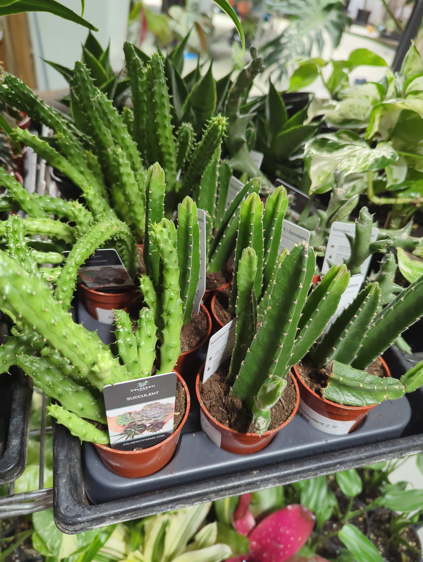 Assort Succulent 2.5"