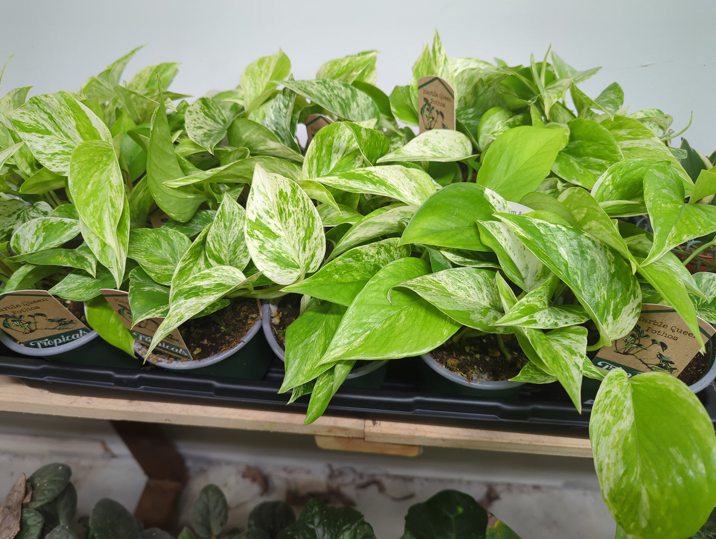 POTHOS-MARBLE QUEEN 4 in