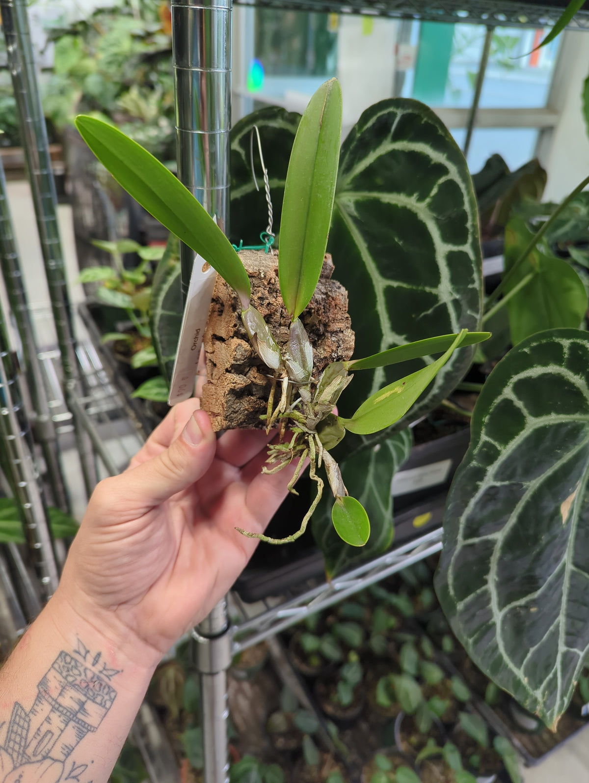 Laelia rubescens f. Semialba mounted on cork