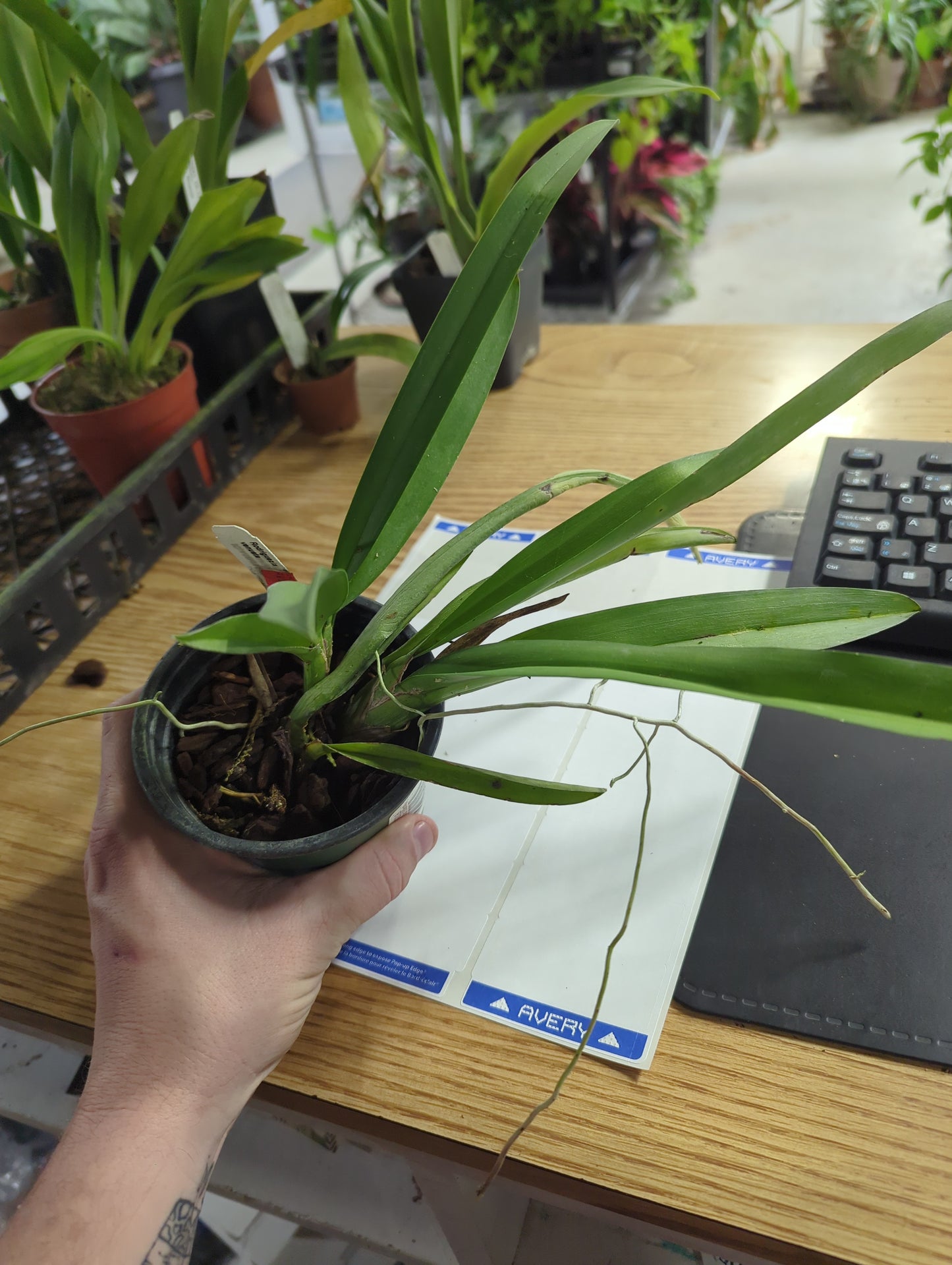 PLANTS:ECUAGENARA:Rodriguezia venusta