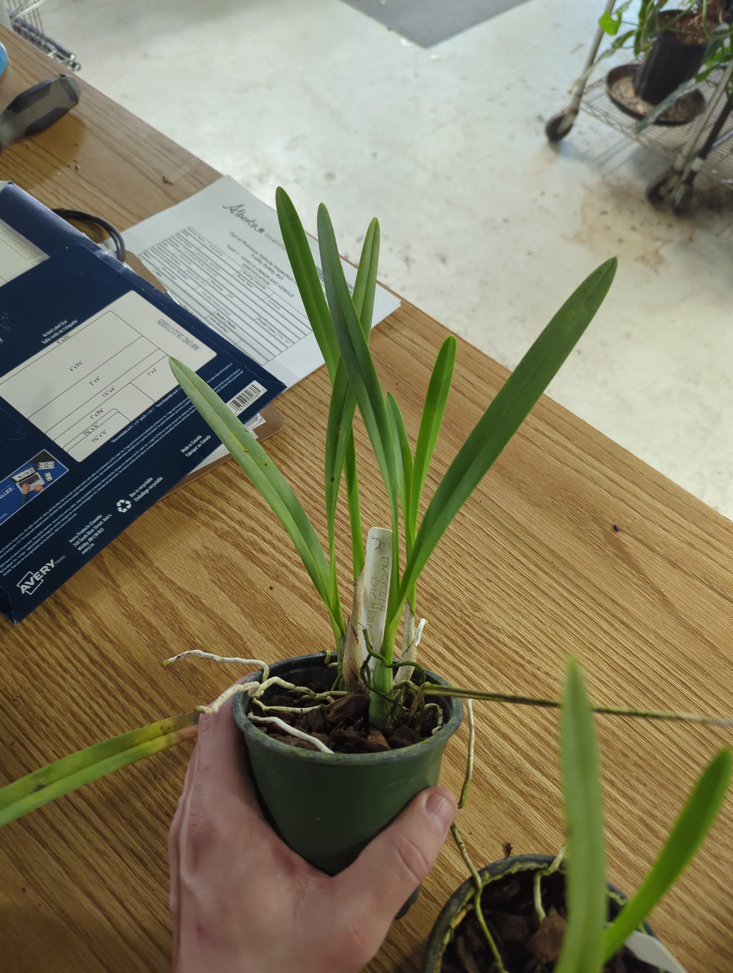 ENCYCLIA DICHROMA