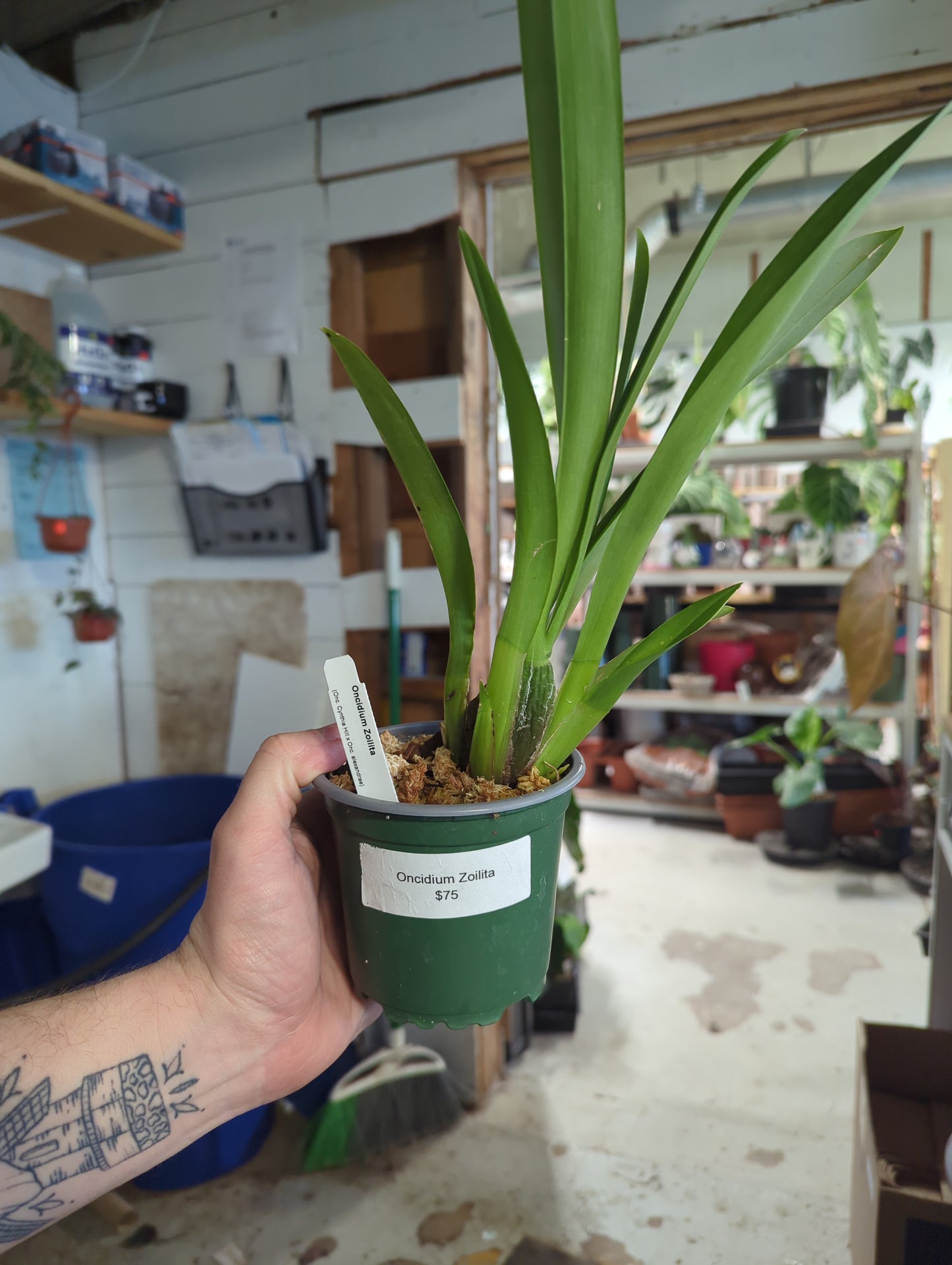 Oncidium Zoilita