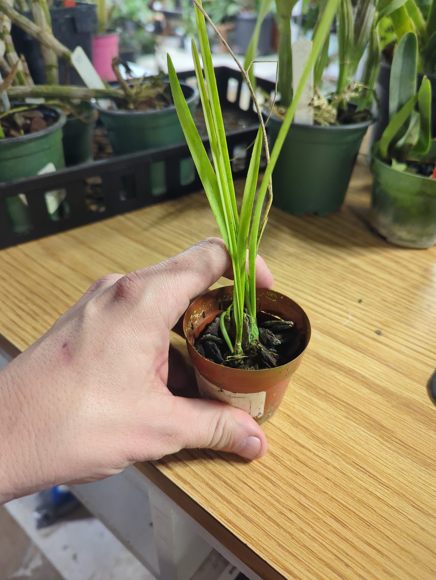 Encyclia Bractescens