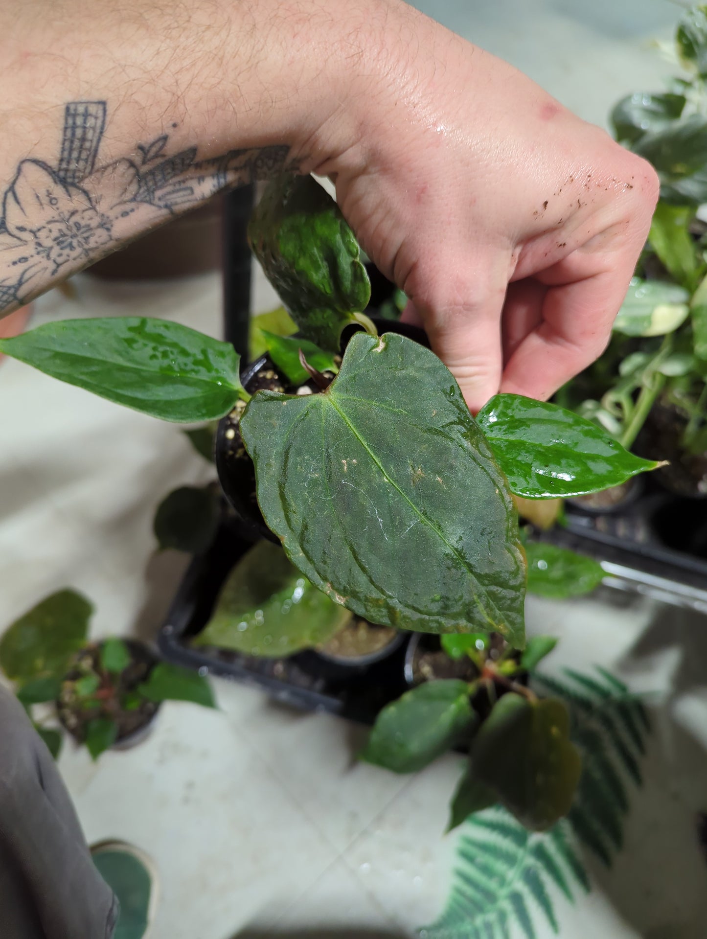 Anthurium Portillae 4"