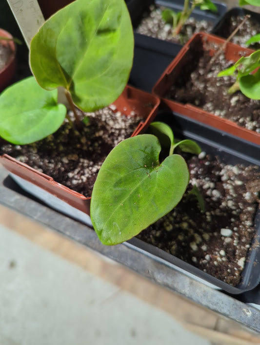 (Ant. Forgetii x Dark Prince) X Ant. Dressleri