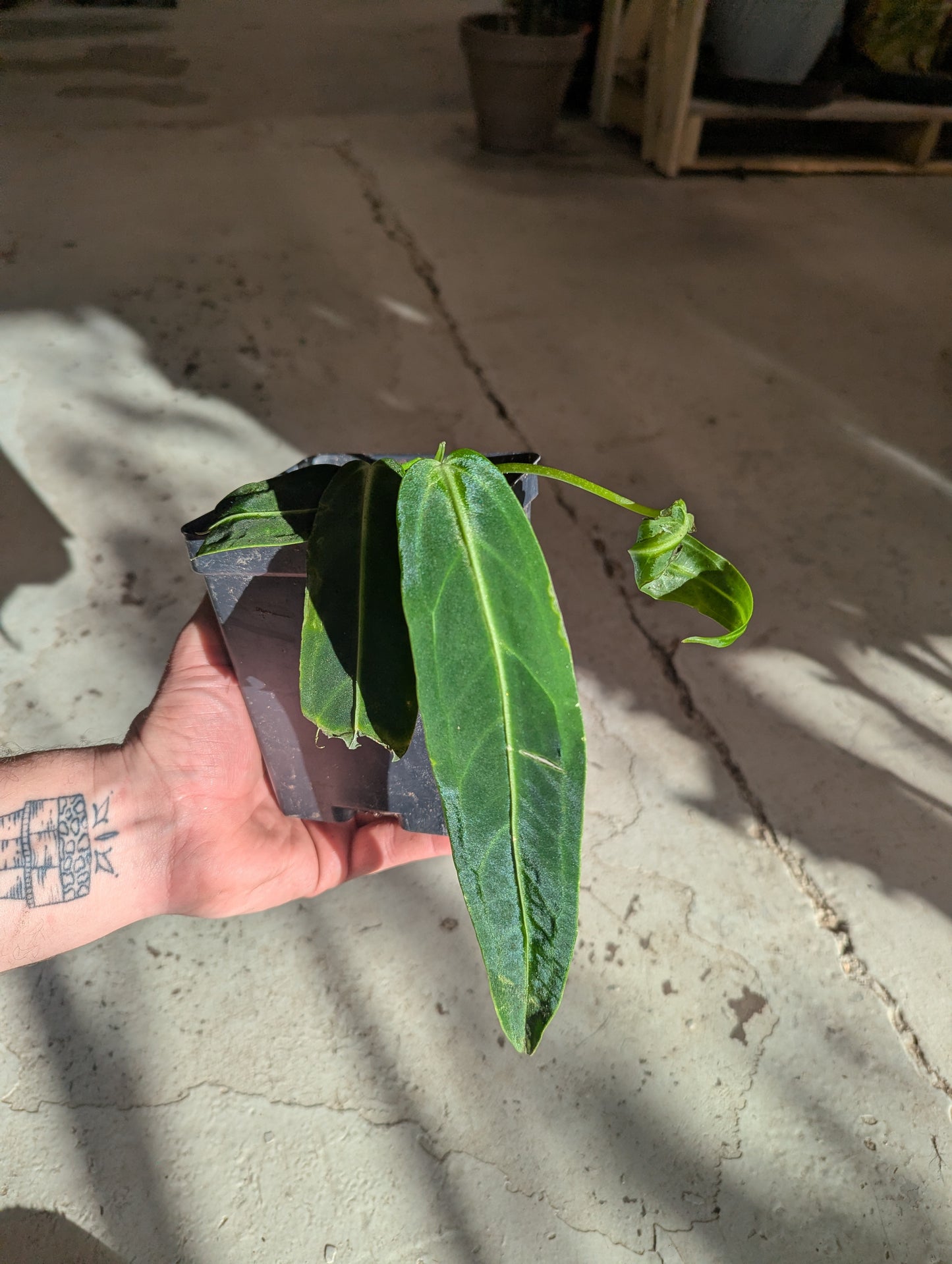 ANTHURIUM WAROQUEANUM SEEDLING