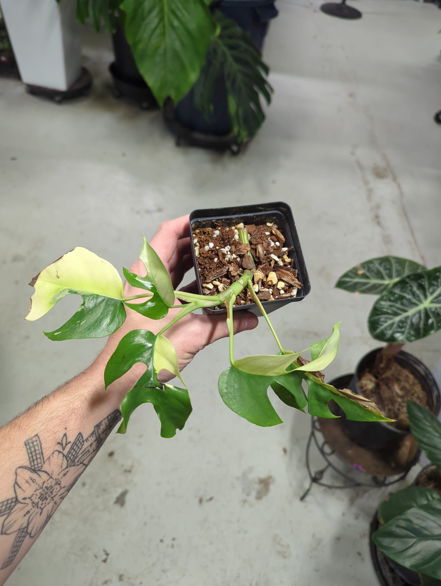 Variegated Mini Monstera Rhaphidophora Tetrasperma