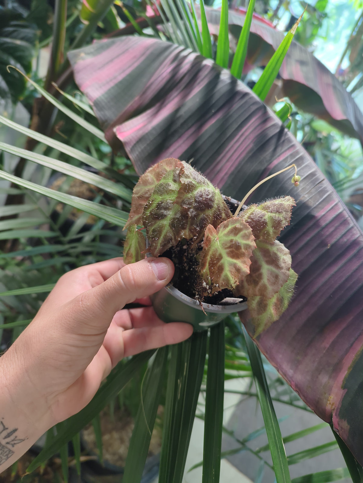 Begonia Lawas