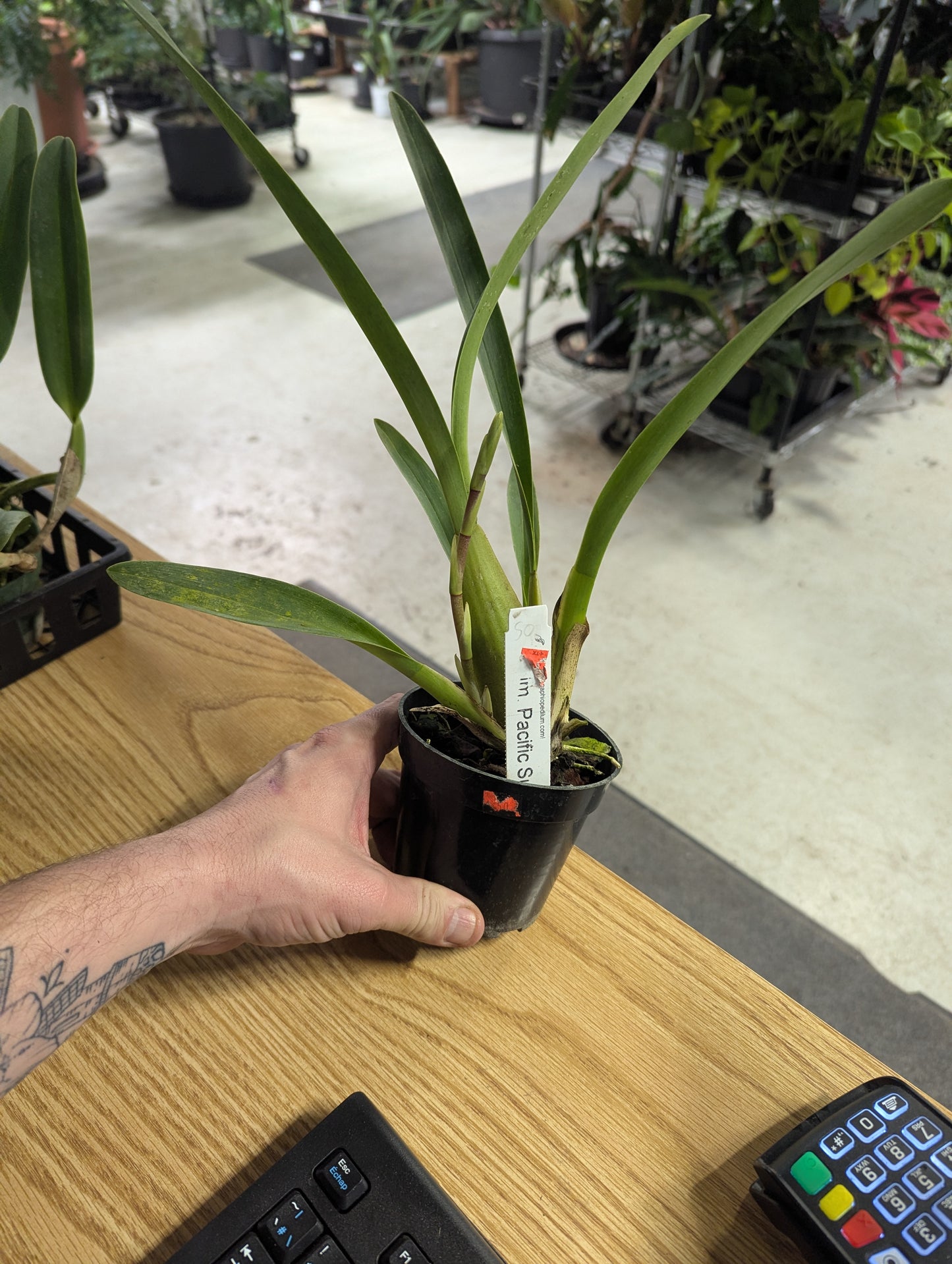 Colmanara Pacific sunset