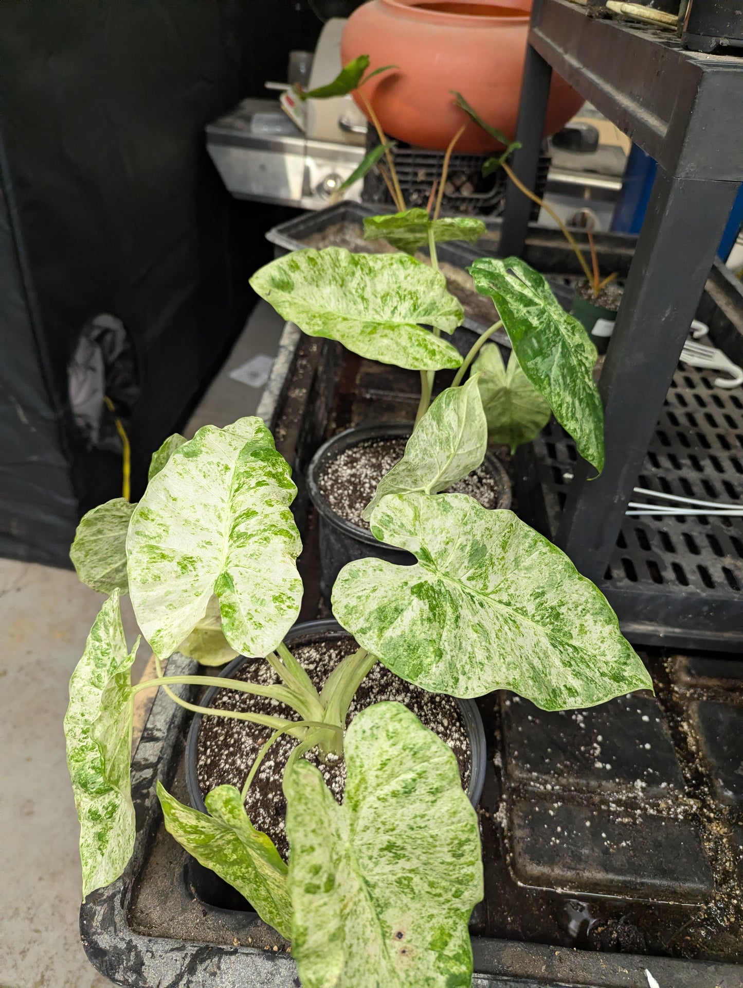 6" Alocasia Blizzard