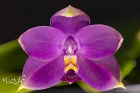Phal. violacea indigo Sibling orchid