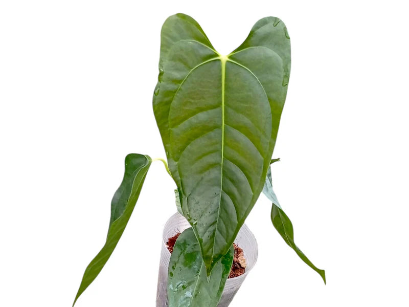 A. veitchii x papililaminum