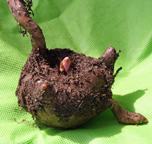 Amorphophallus Konjac Voodoo Lily Mini Corpse Flower