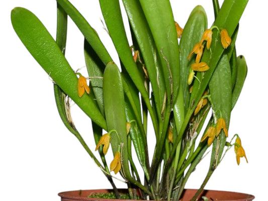 Acianthera Pardipes