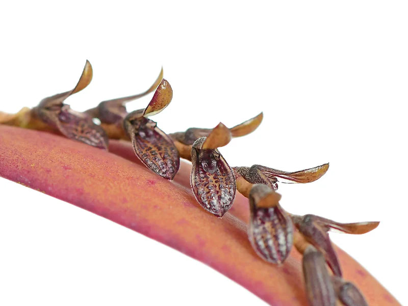 Acianthera Pubescens