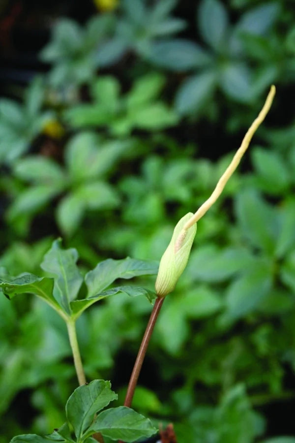 Amorphophallus Myosuroides Mini Corpse Flower