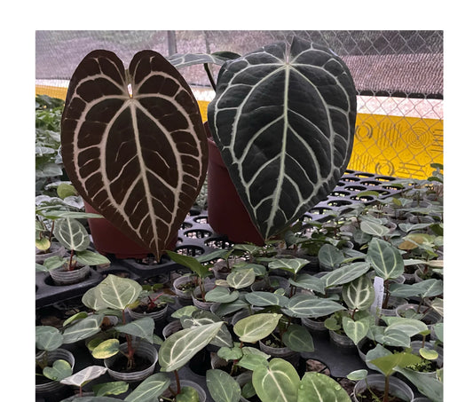 Anthurium carlablackiae