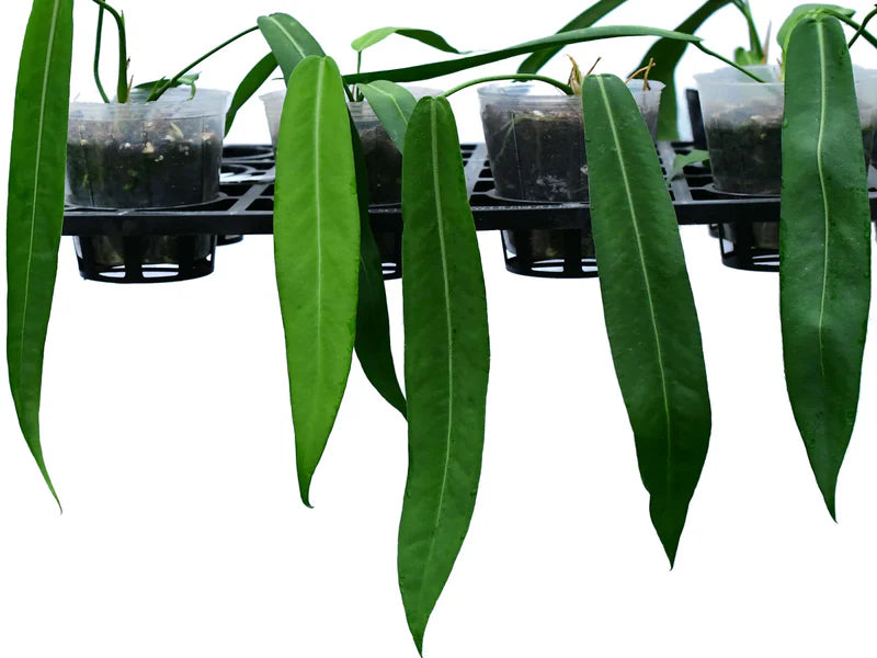 Anthurium Pallidiflorum medium