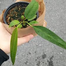 Anthurium wendlingeri (seedling)