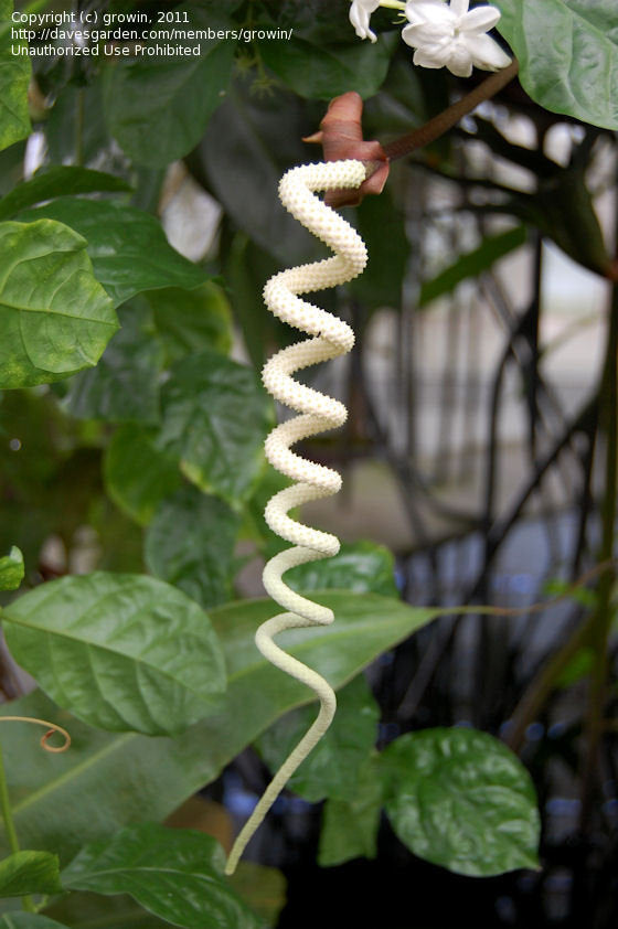 Anthurium wendlingeri (seedling)