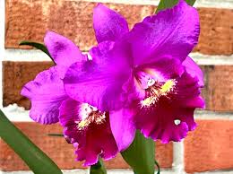 Bct. Mermaid Love 'Hsinying' orchid