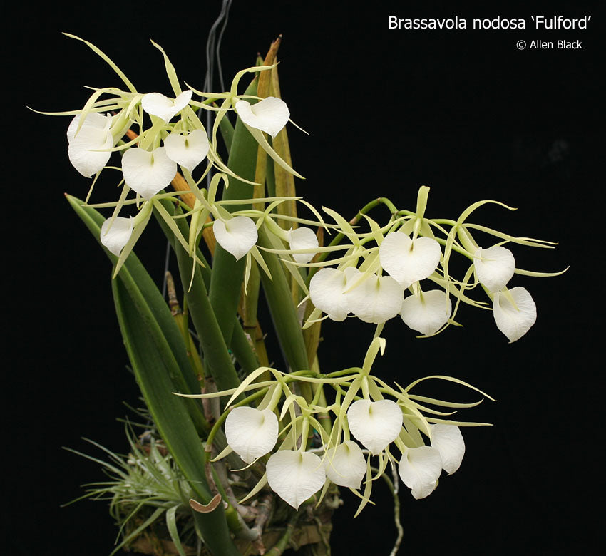 Brassavola Nodosa 'Ann Man' orchid