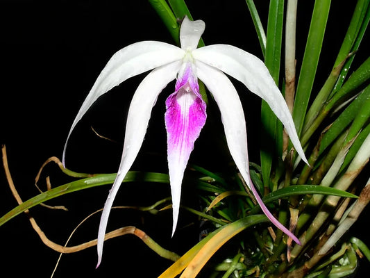 Orchid Brassocattleya Ivan Portilla Camila