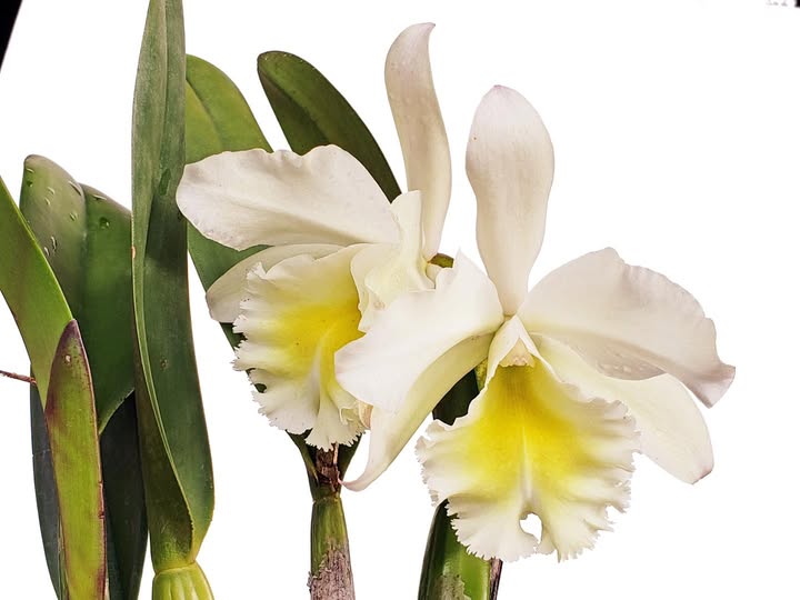 Blc Pamela x Aristocrat