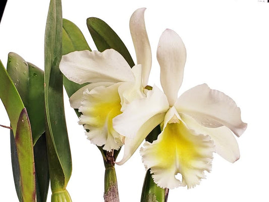Blc Pamela x Aristocrat