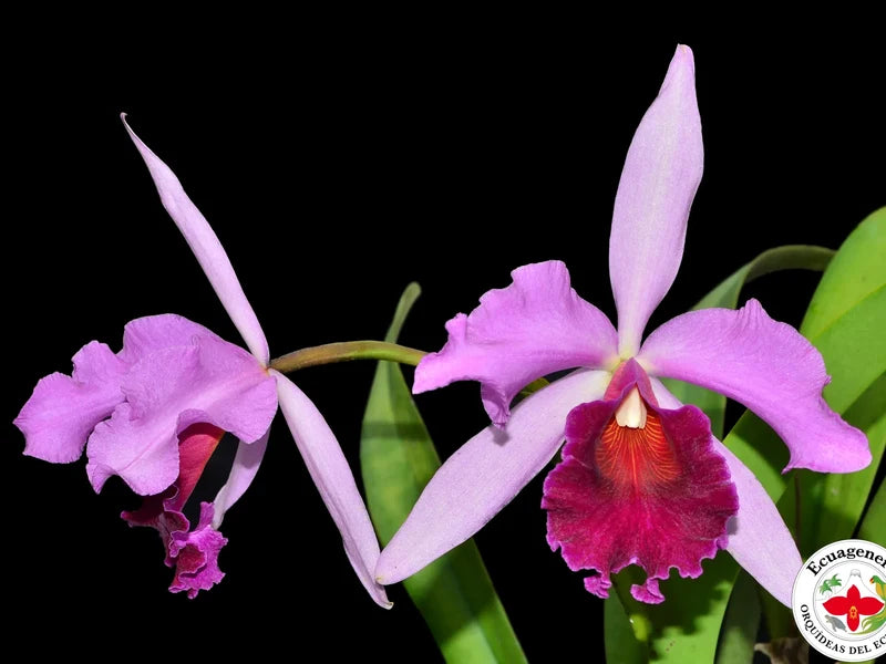 Orchid Cattleya Dominiana (1899)