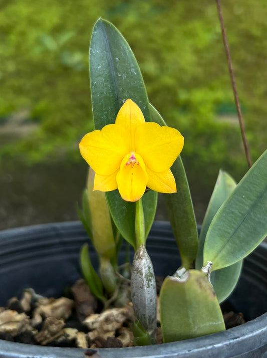 Cattleya Faikon ball