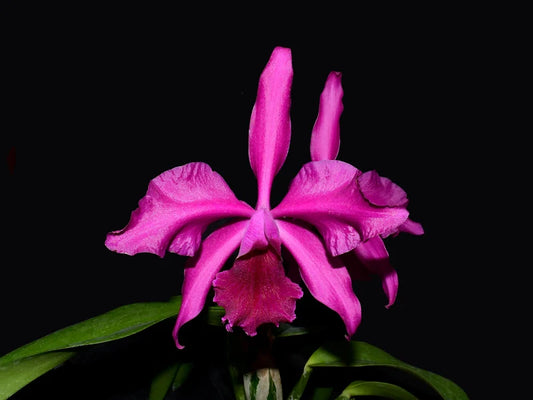 Cattleya Lucia Fernandez 6 in orchid