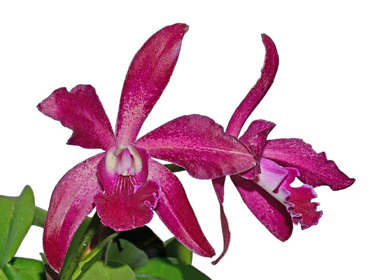 Cattleya Pablo Beltran