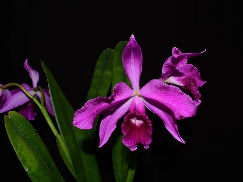 Cattleya purpurata Rubra x Sanguinea orchid 6 in