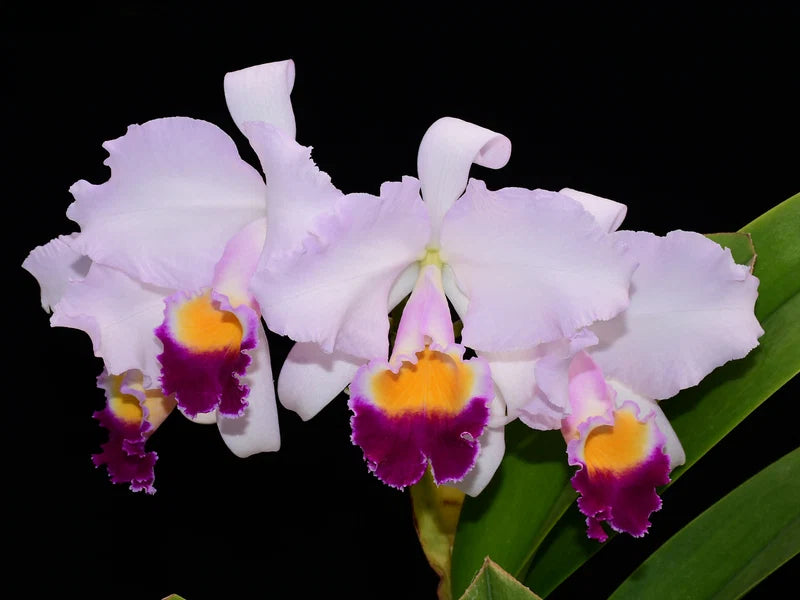 Cattleya trianae 6 in orchid