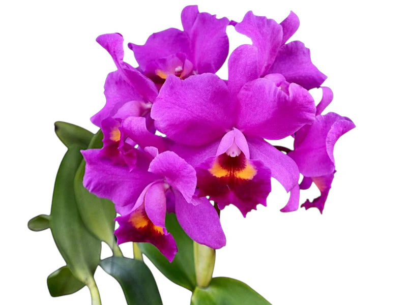 Cattlianthe Little Irene